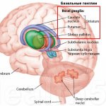 Базальные ганглии