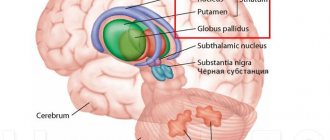 Basal ganglia