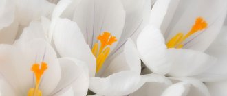 Белый цвет символ