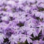 Что означает в психологии, если человек любит фиолетовый цвет?