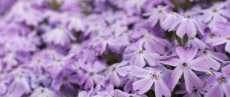 Что означает в психологии, если человек любит фиолетовый цвет?