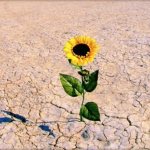 Цветок в пустыне