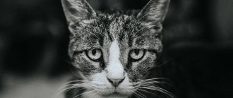 Если дома тоскливо: как справиться с хандрой после путешествия