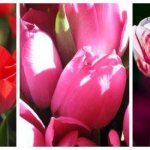 Genotypic and phenotypic, biological and social in individual human development