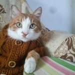 Кот, как полноправный член семьи