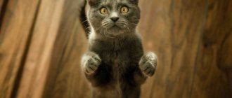 The kitten stands on its hind legs