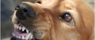 огрызающаяся собака