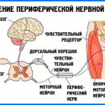 Периферическая нейропатия. Что это такое, симптомы, лечение