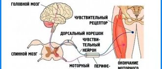 Периферическая нейропатия. Что это такое, симптомы, лечение