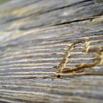 why does a person love a person?