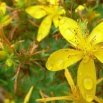 природные антидепрессанты