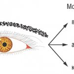 Различные модальности восприятия и передачи информации (сенсорные типы личности)
