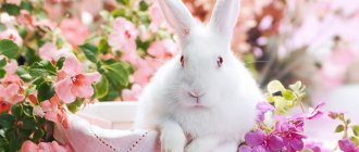 Розовый цвет в психологии