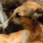 Russian Greyhound, photo photo of the dog