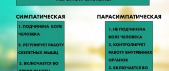 Sympathetic and parasympathetic nervous systems