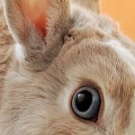 В чем разница между hear и listen?, изображение 2